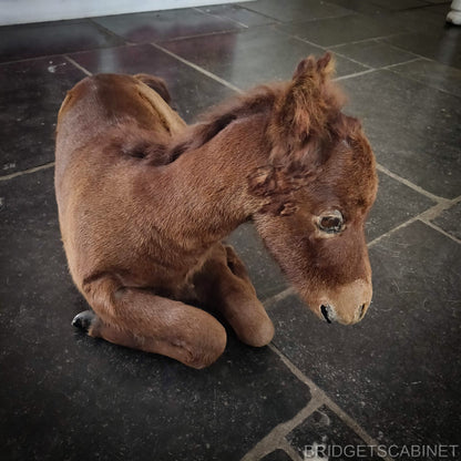 Vintage Taxidermy Foal Horse