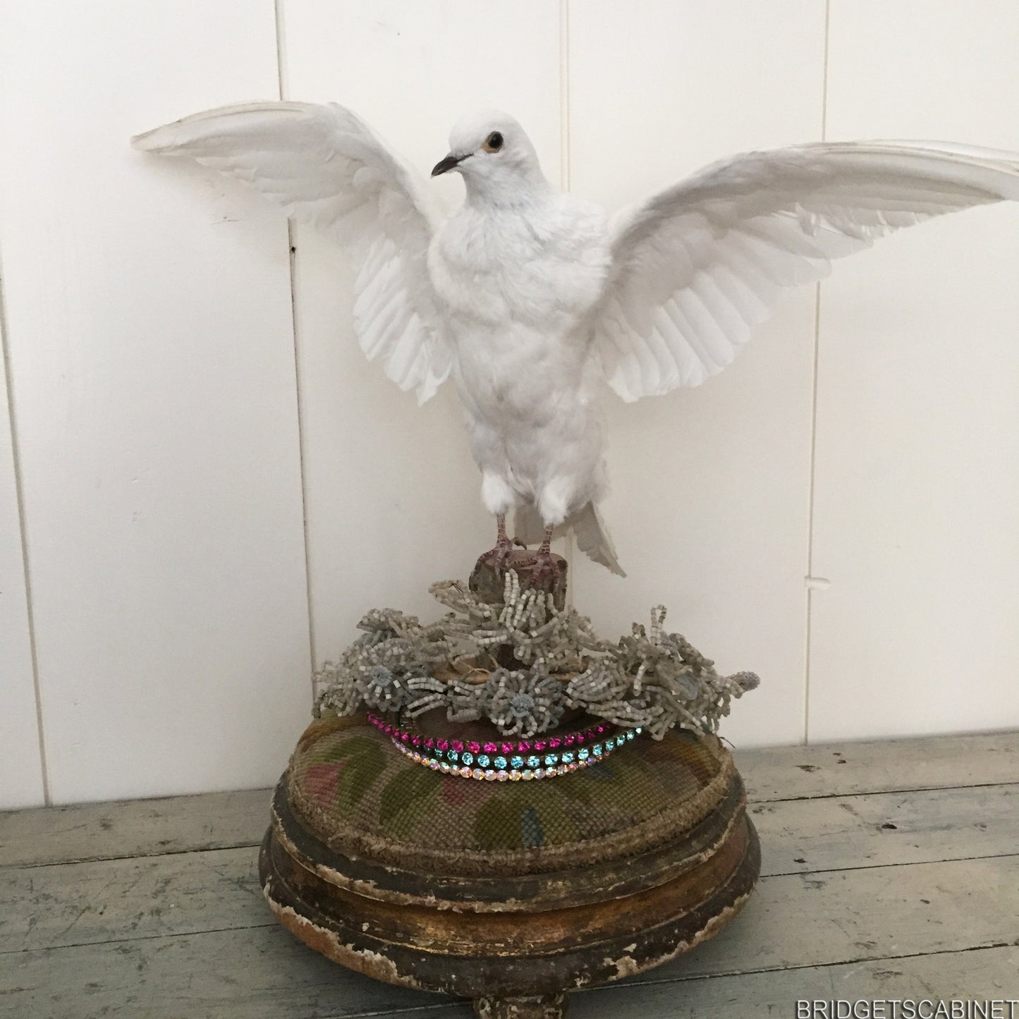 Vintage Taxidermy Dove Mounted Flying Pose