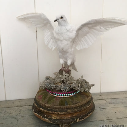 Vintage Taxidermy Dove Mounted Flying Pose