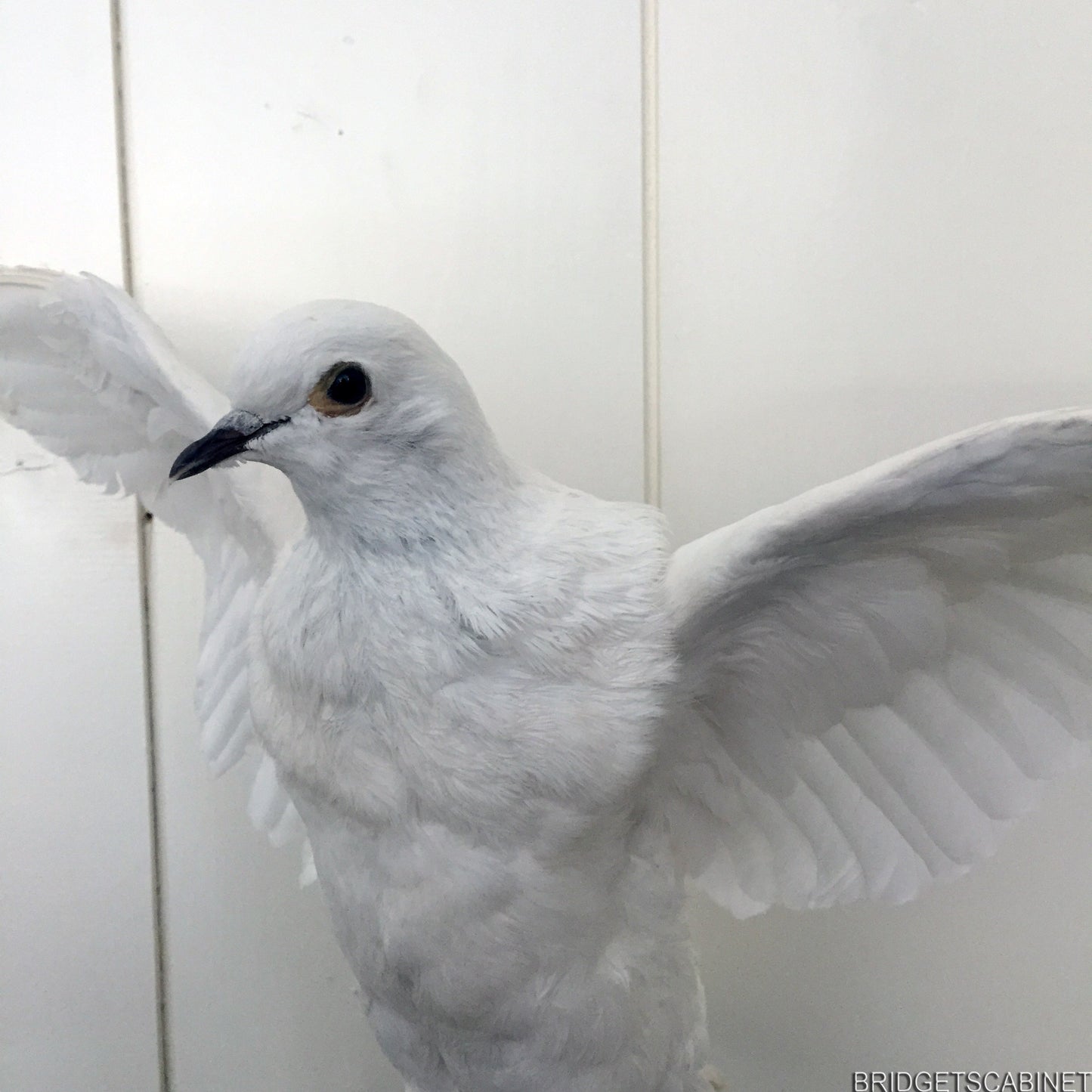 Vintage Taxidermy Dove Mounted Flying Pose