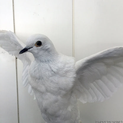 Vintage Taxidermy Dove Mounted Flying Pose