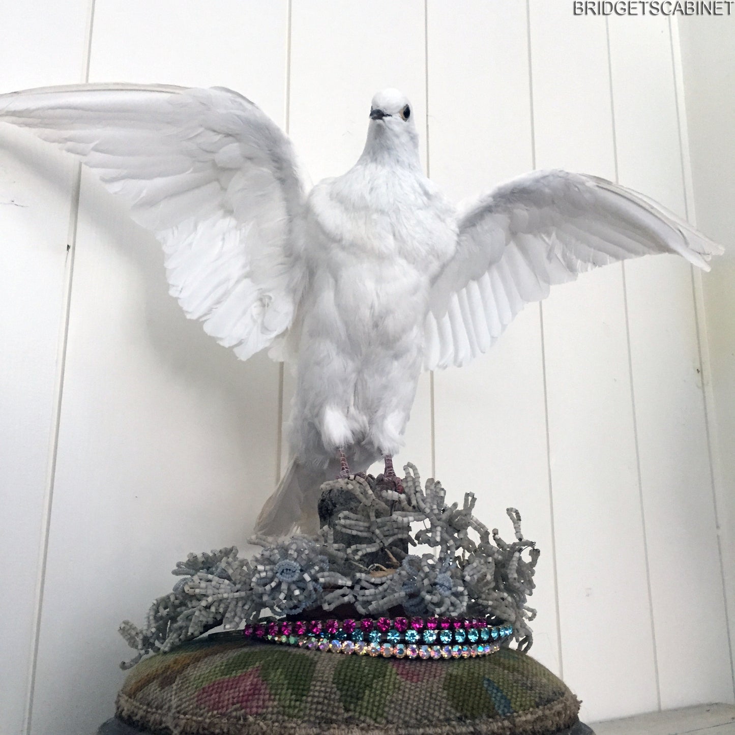 Vintage Taxidermy Dove Mounted Flying Pose