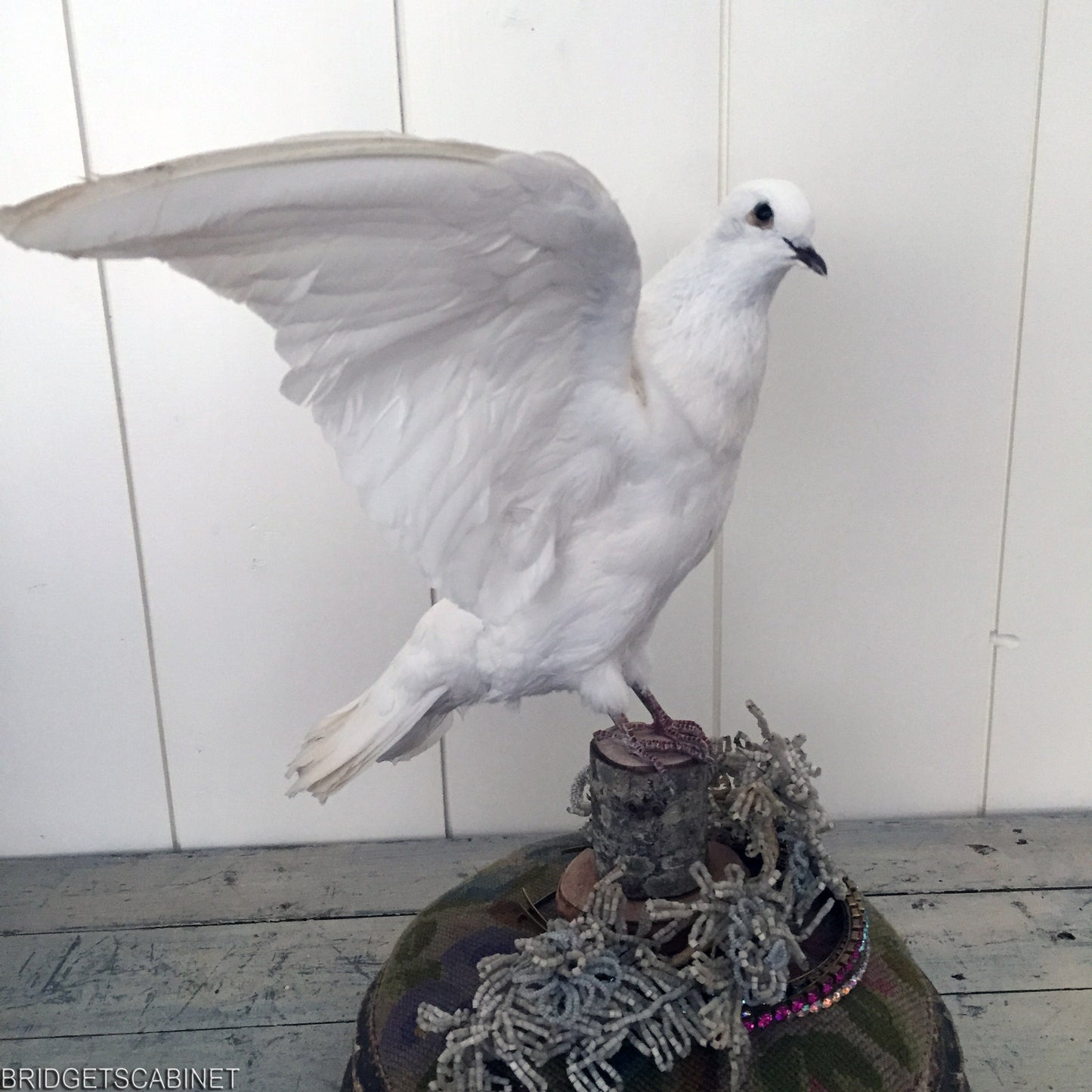 Vintage Taxidermy Dove Mounted Flying Pose