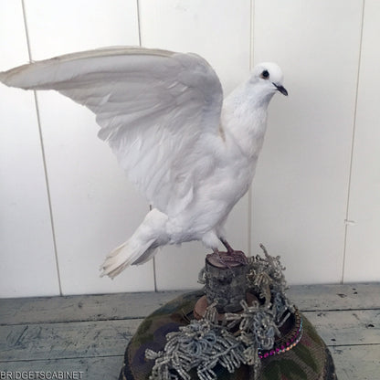 Vintage Taxidermy Dove Mounted Flying Pose