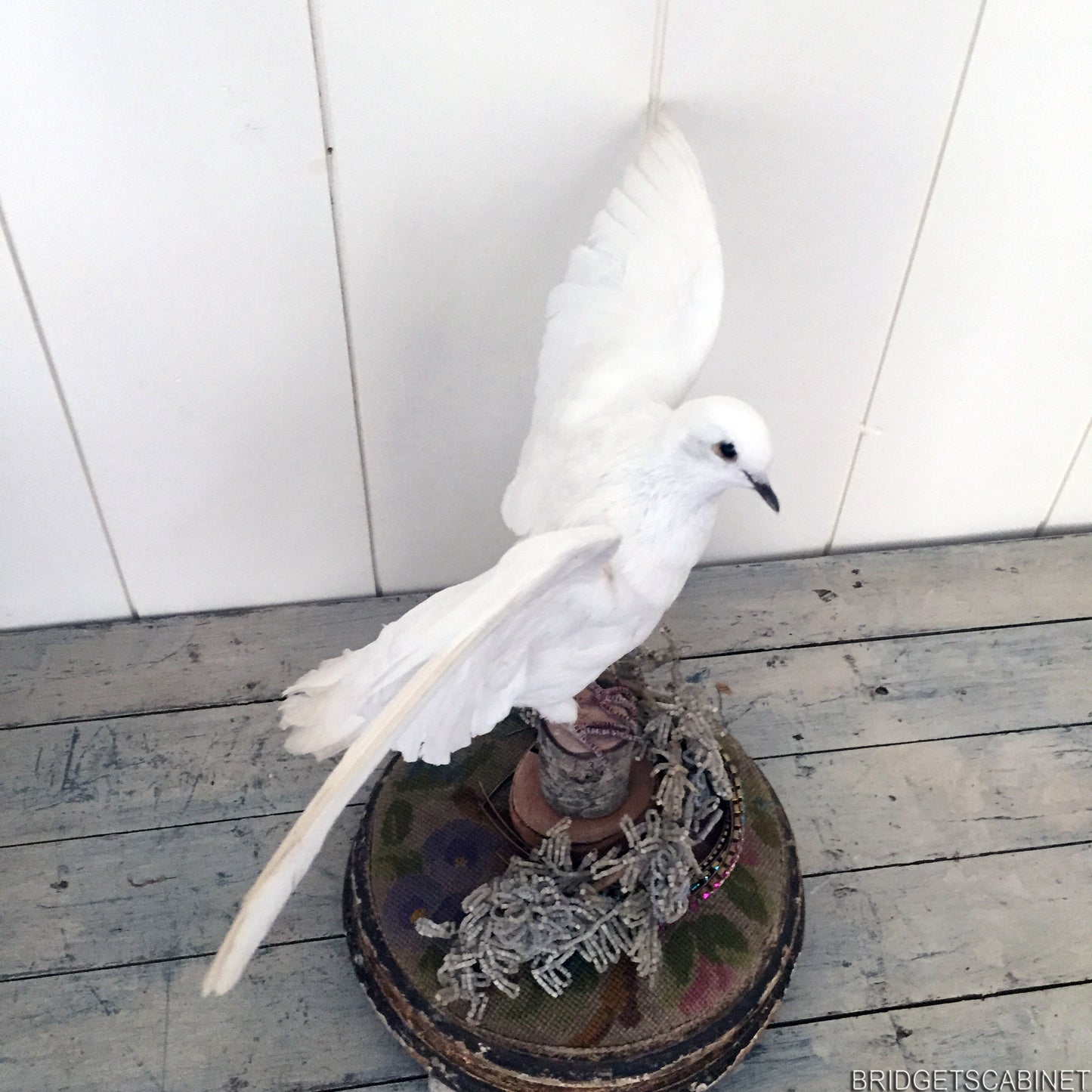 Vintage Taxidermy Dove Mounted Flying Pose