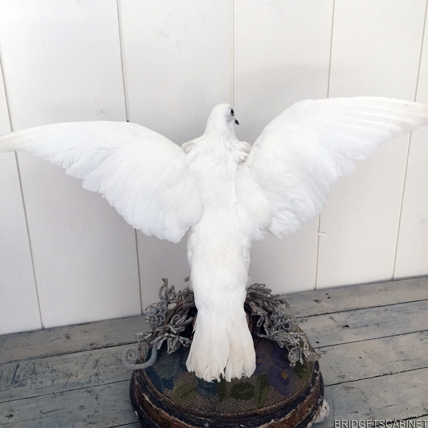 Vintage Taxidermy Dove Mounted Flying Pose