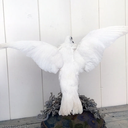 Vintage Taxidermy Dove Mounted Flying Pose