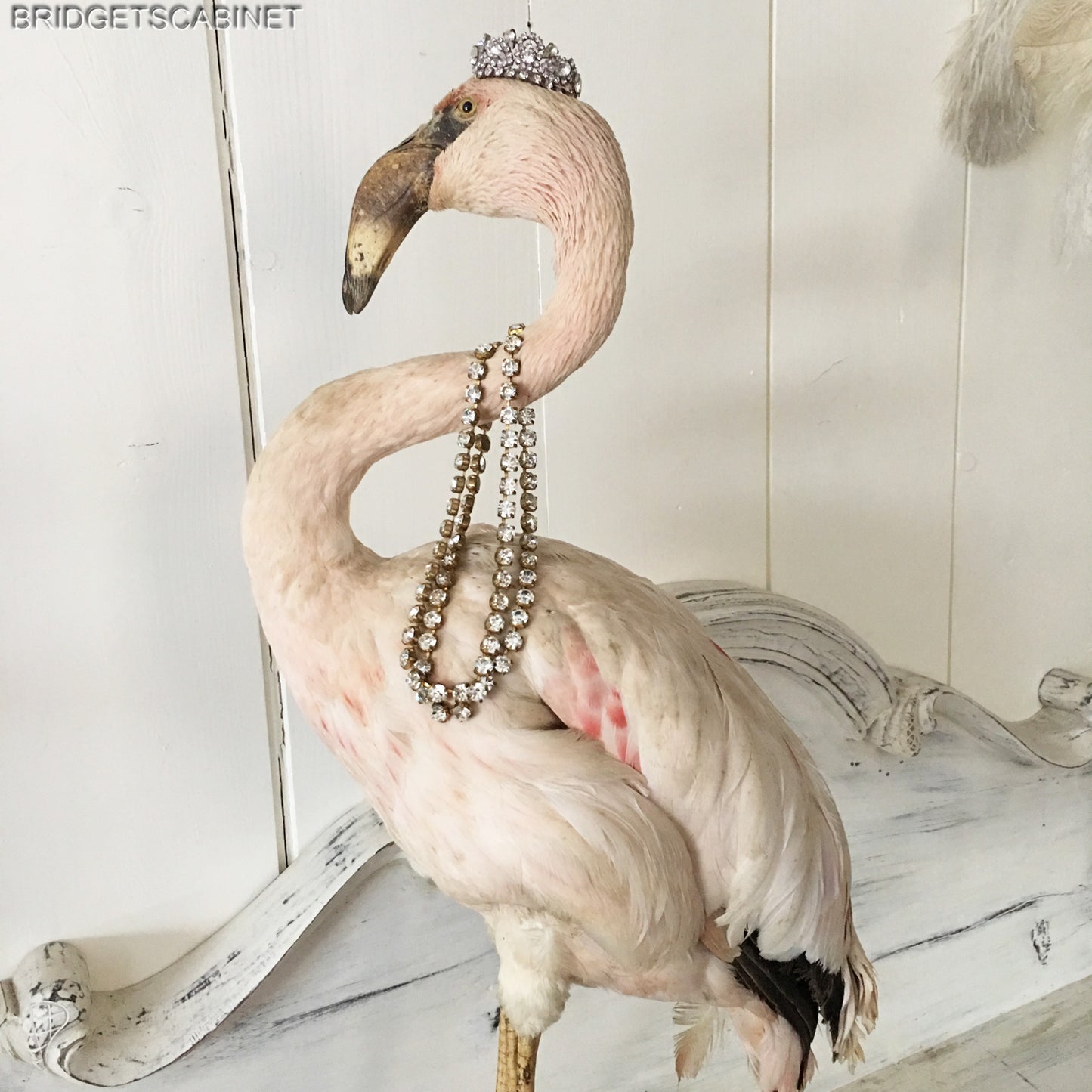 Antique Taxidermy Flamengo