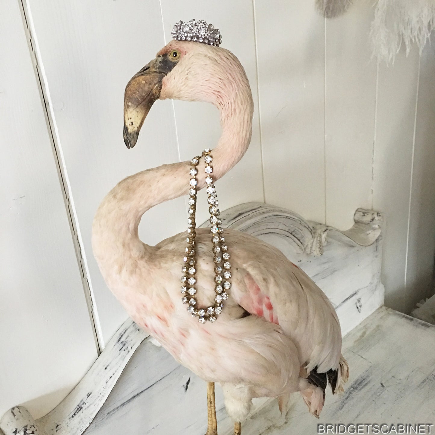 Antique Taxidermy Flamengo