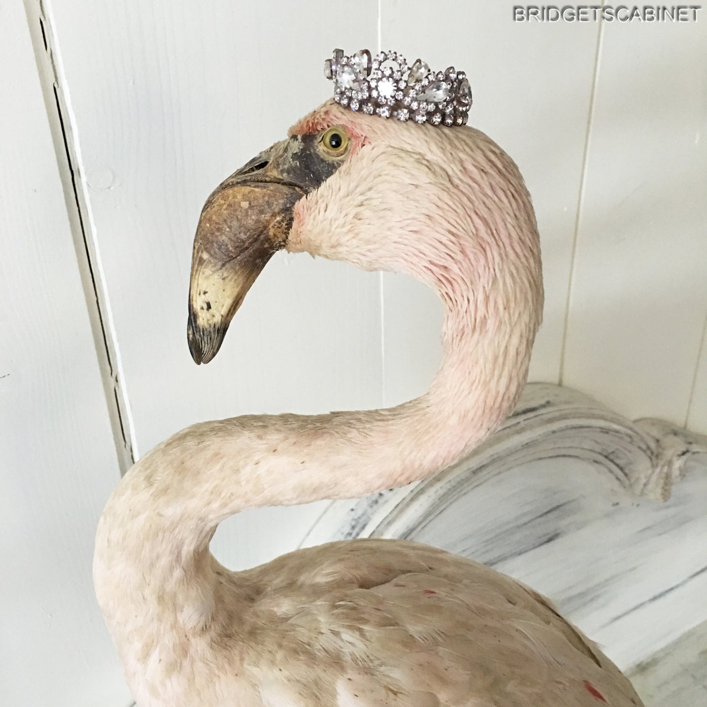 Antique Taxidermy Flamengo