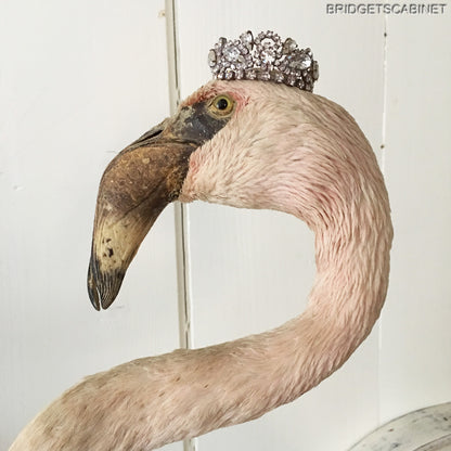 Antique Taxidermy Flamengo