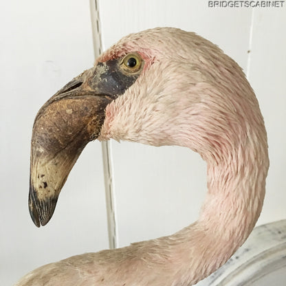 Antique Taxidermy Flamengo
