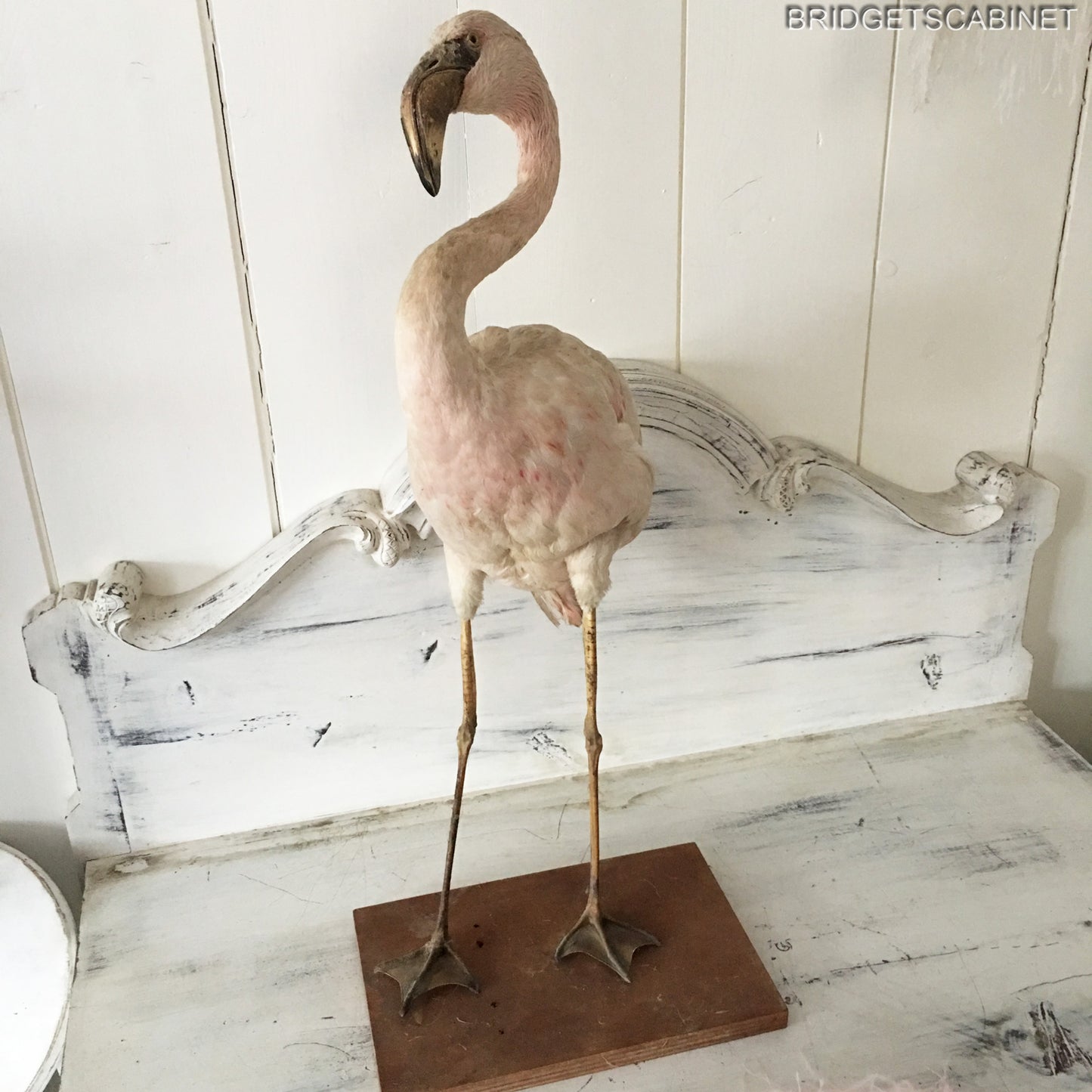 Antique Taxidermy Flamengo