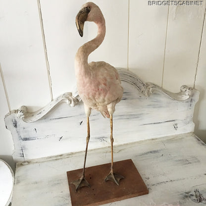 Antique Taxidermy Flamengo