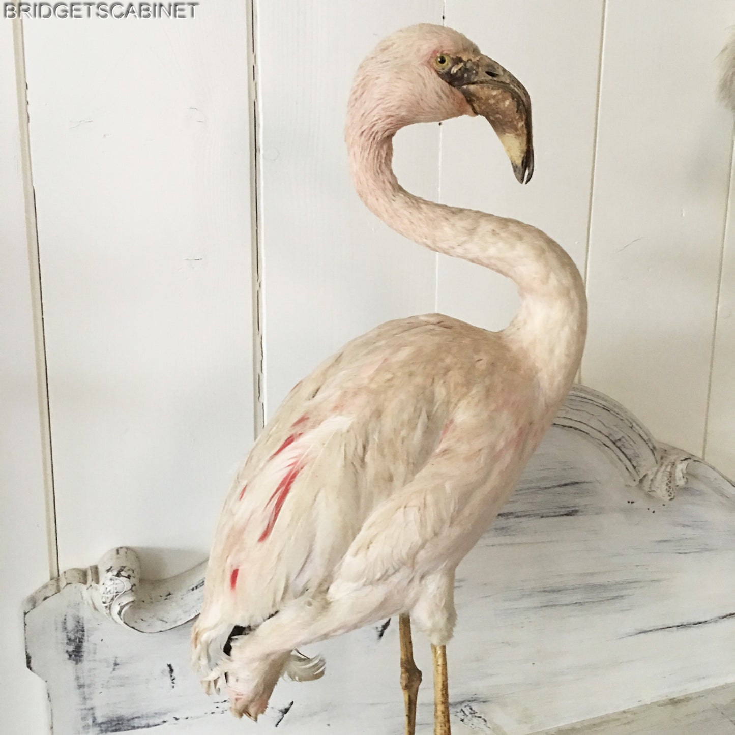 Antique Taxidermy Flamengo