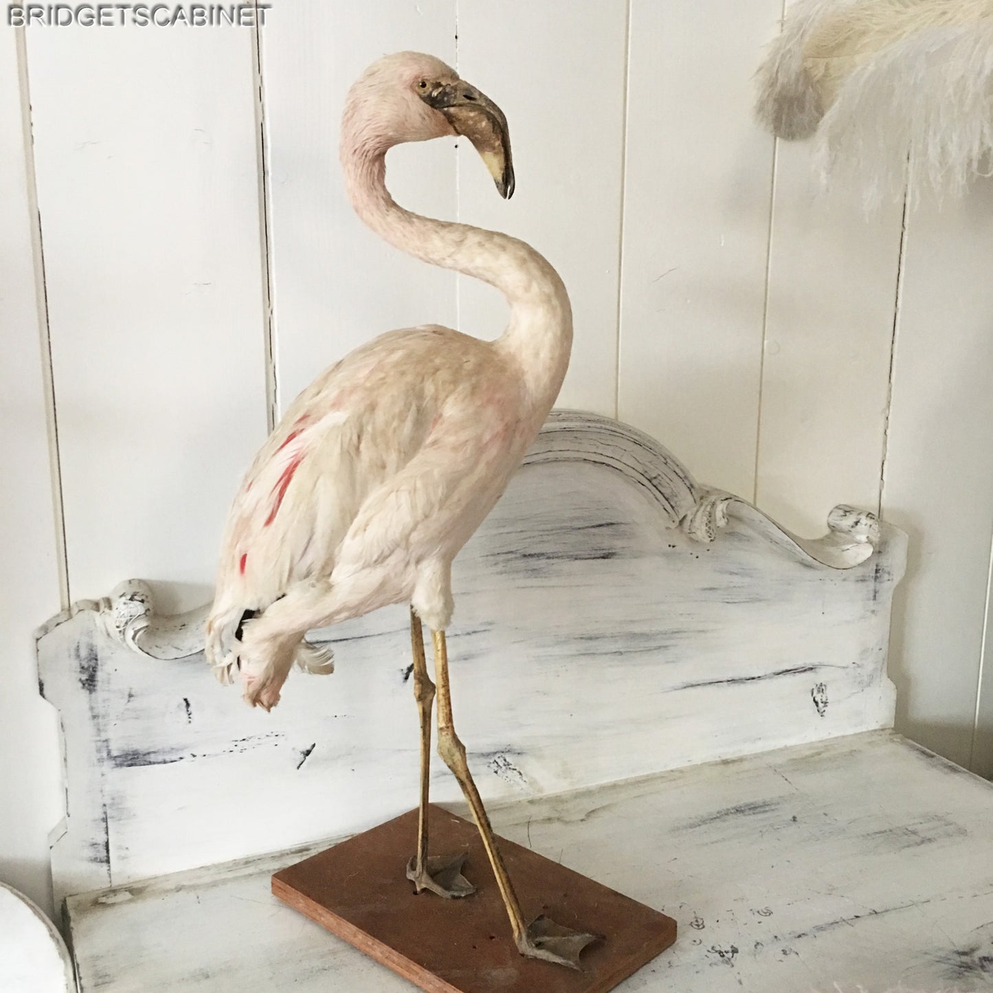 Antique Taxidermy Flamengo