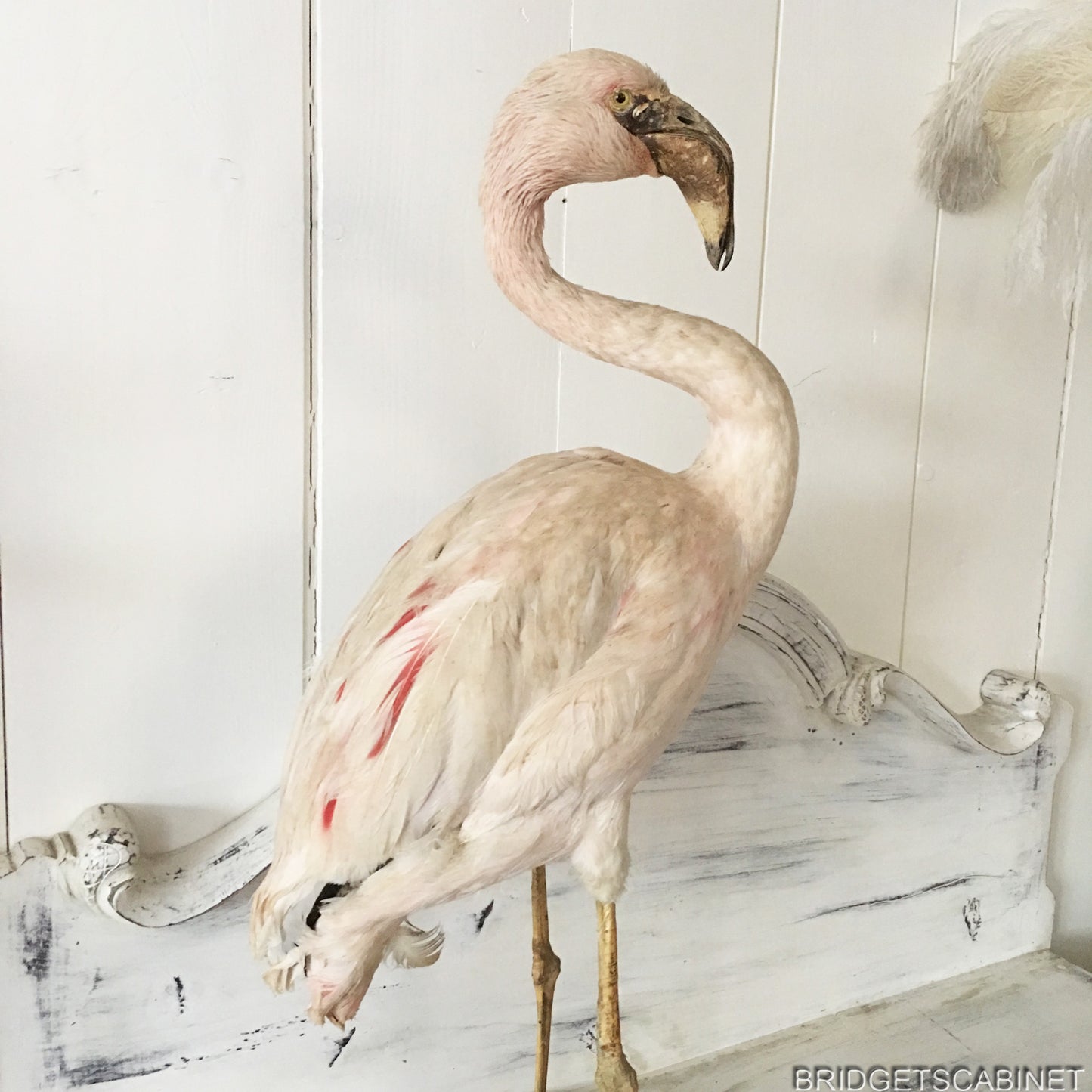 Antique Taxidermy Flamengo