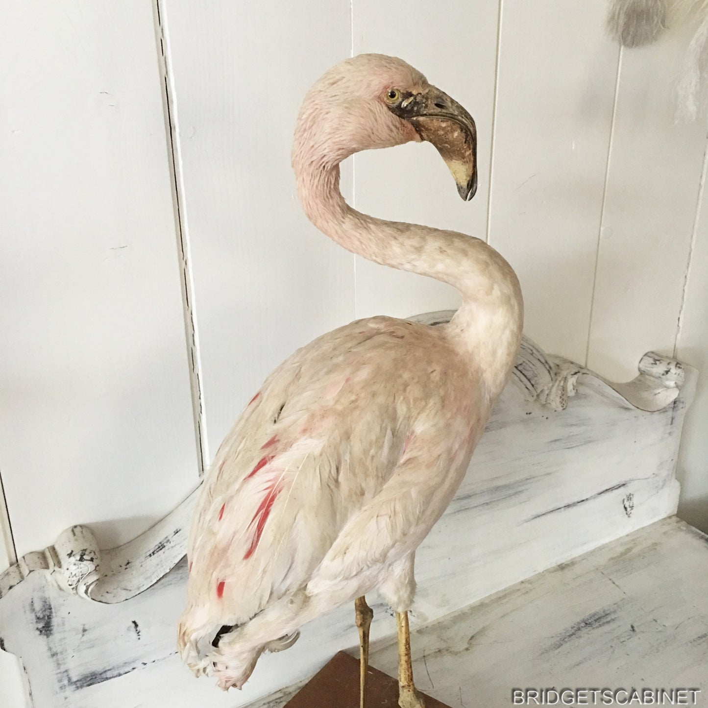 Antique Taxidermy Flamengo