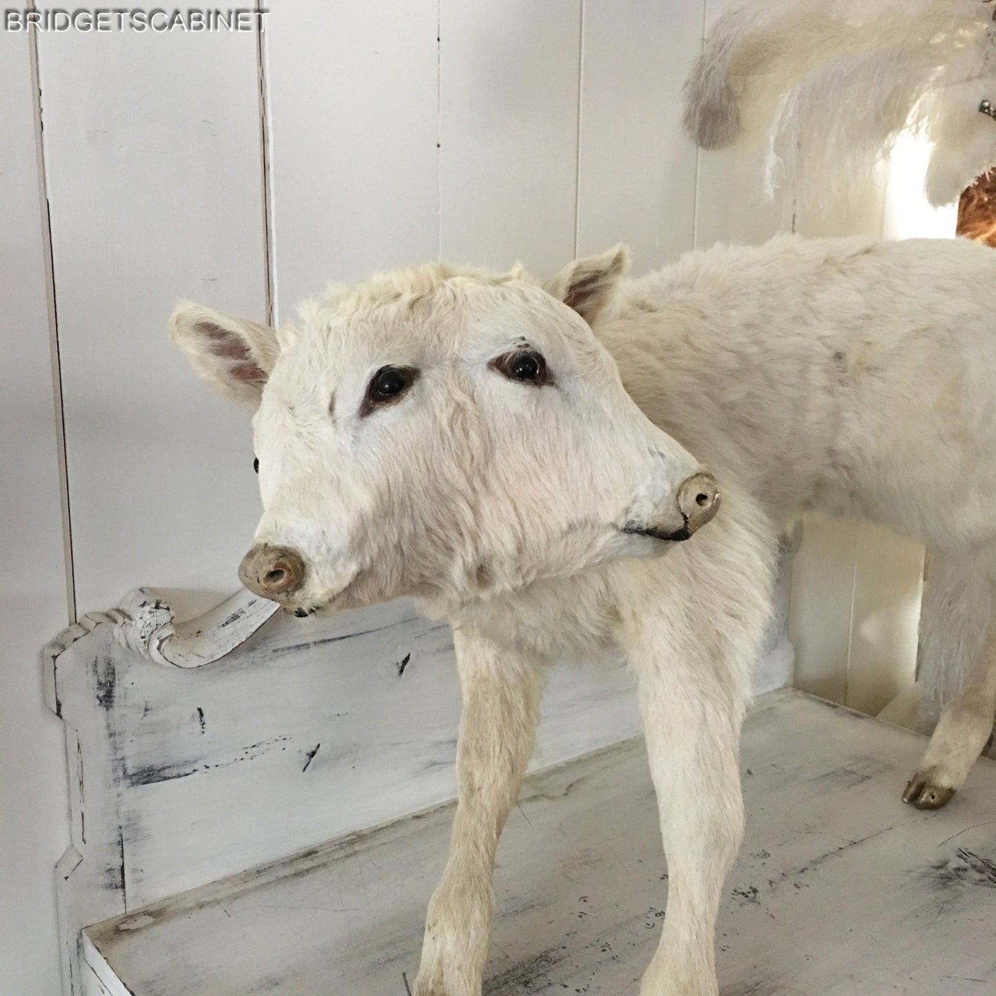 Vintage Very Rare 2-Headed Conloined Taxidermy Calf