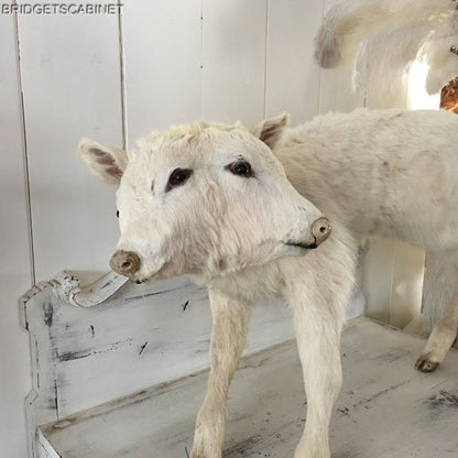 Vintage Very Rare 2-Headed Conloined Taxidermy Calf