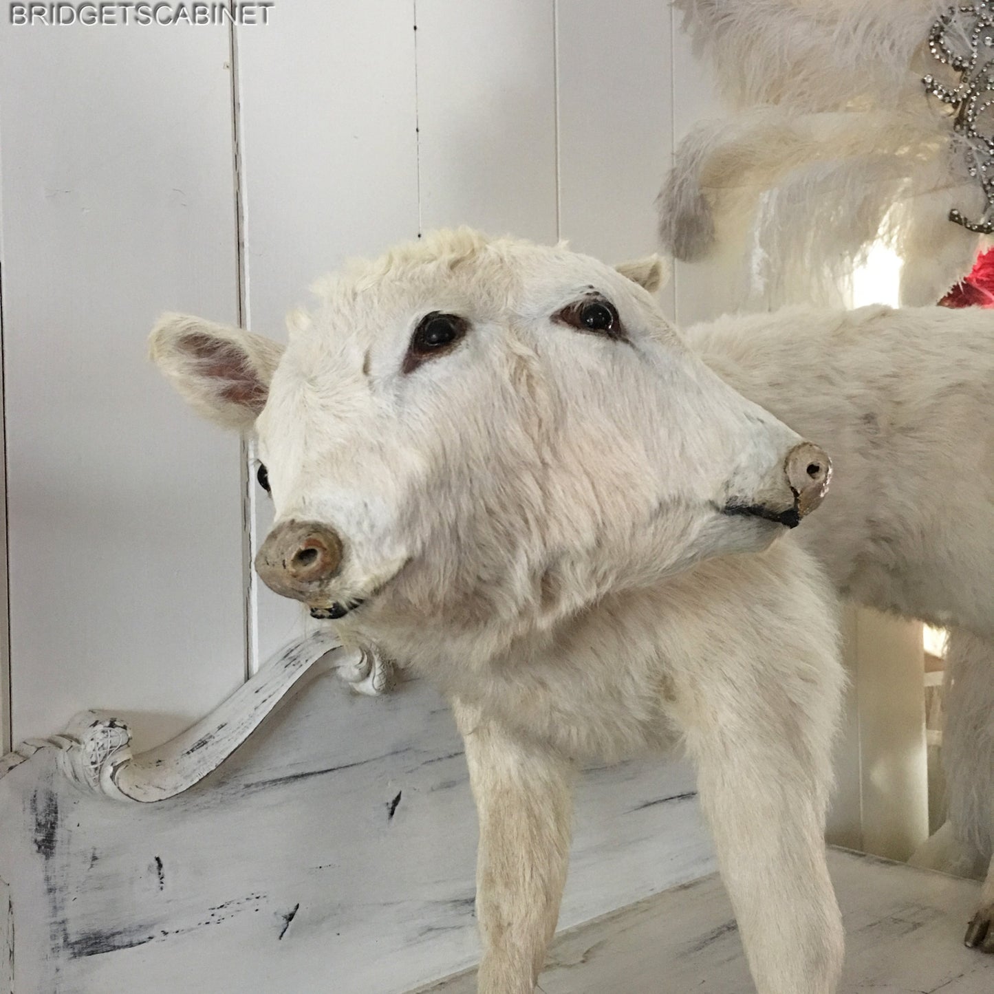 Vintage Very Rare 2-Headed Conloined Taxidermy Calf