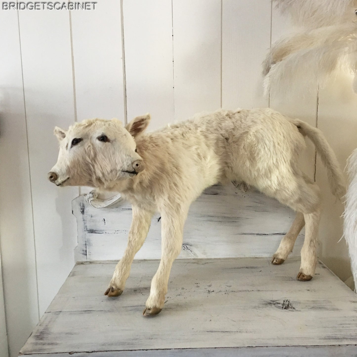 Vintage Very Rare 2-Headed Conloined Taxidermy Calf