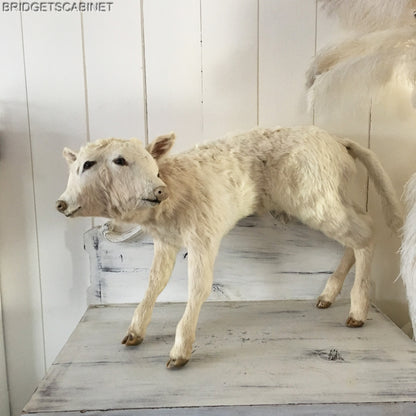 Vintage Very Rare 2-Headed Conloined Taxidermy Calf
