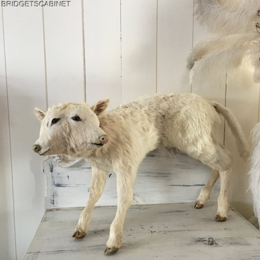 Vintage Very Rare 2-Headed Conloined Taxidermy Calf