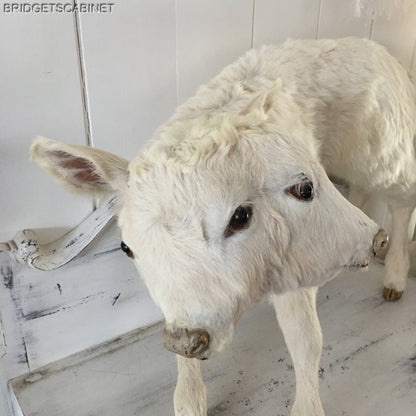 Vintage Very Rare 2-Headed Conloined Taxidermy Calf