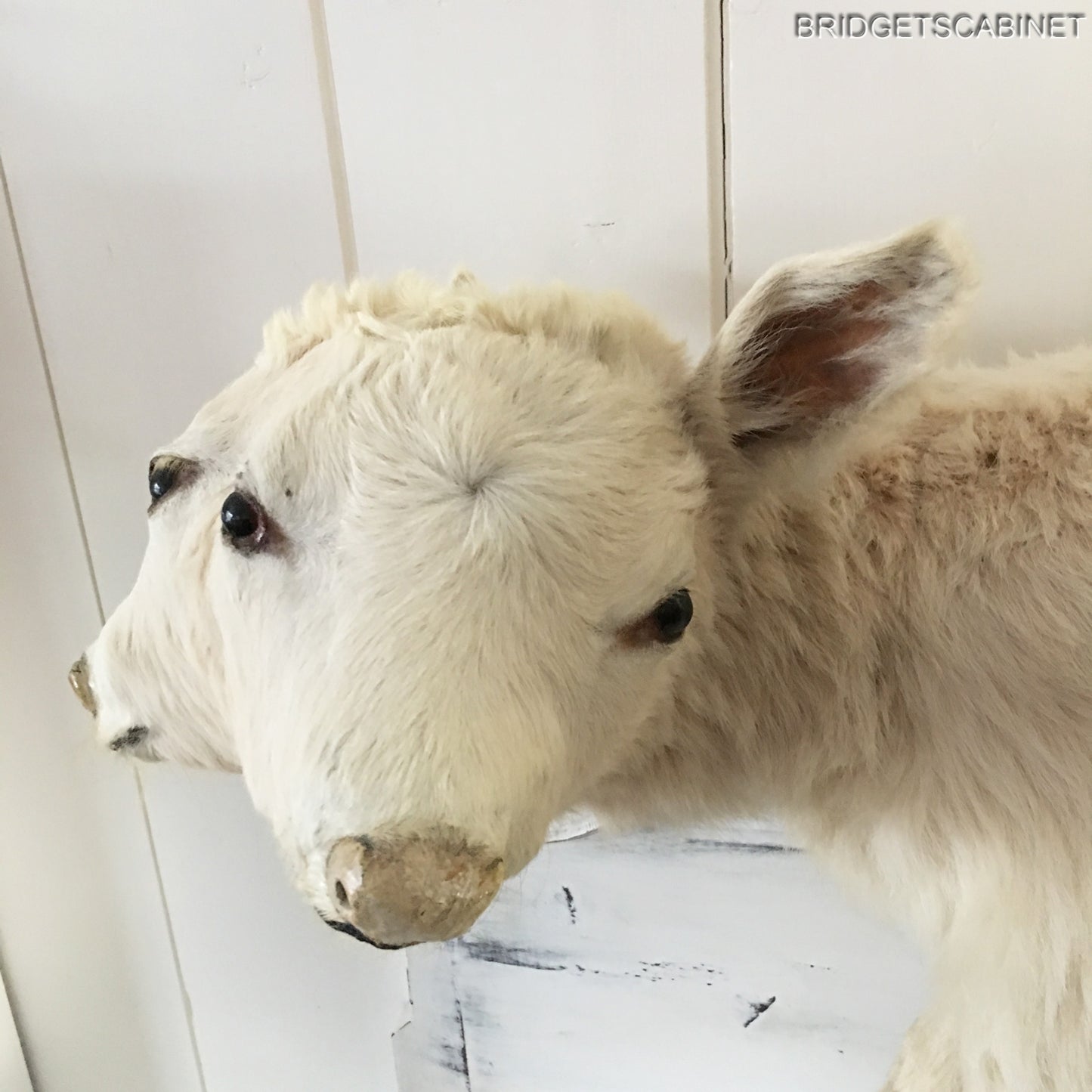 Vintage Very Rare 2-Headed Conloined Taxidermy Calf