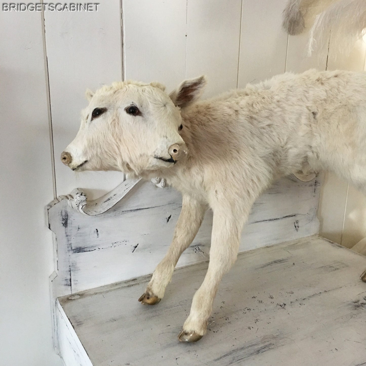 Vintage Very Rare 2-Headed Conloined Taxidermy Calf