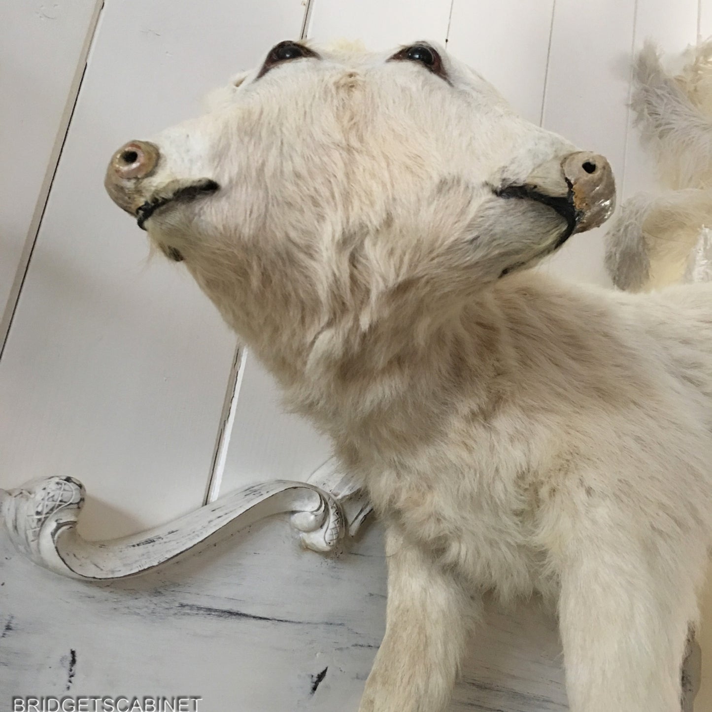 Vintage Very Rare 2-Headed Conloined Taxidermy Calf