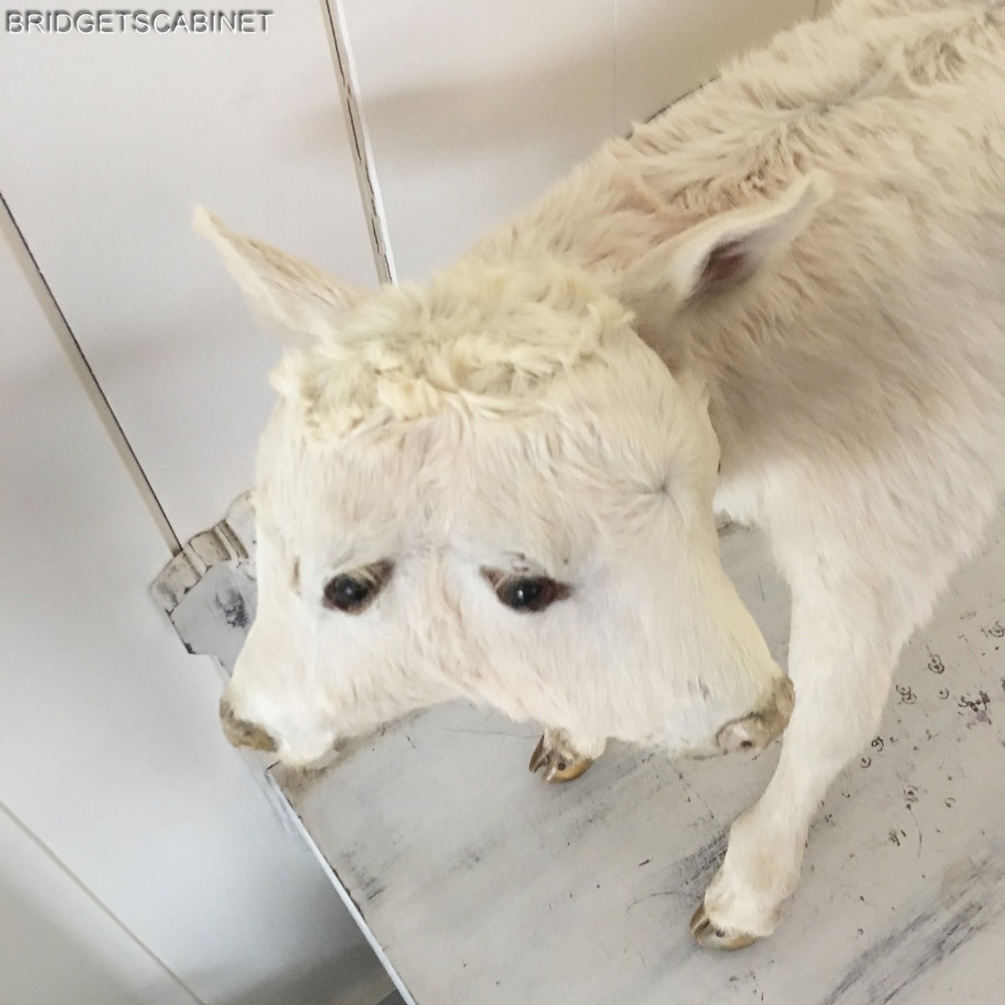 Vintage Very Rare 2-Headed Conloined Taxidermy Calf