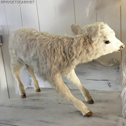 Vintage Very Rare 2-Headed Conloined Taxidermy Calf