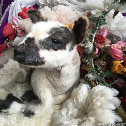 Vintage Taxidermy Lamb