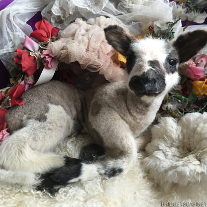 Vintage Taxidermy Lamb