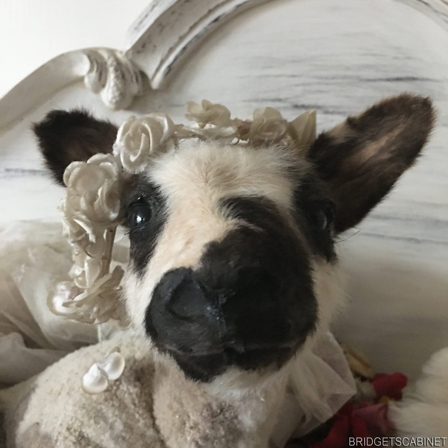 Vintage Taxidermy Lamb