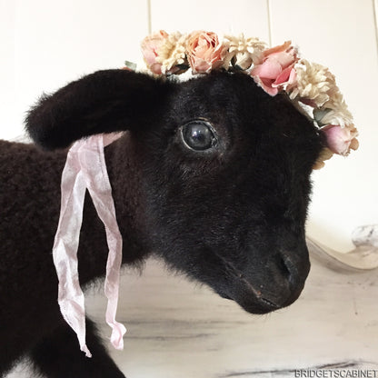 Black Taxidermy Lamb