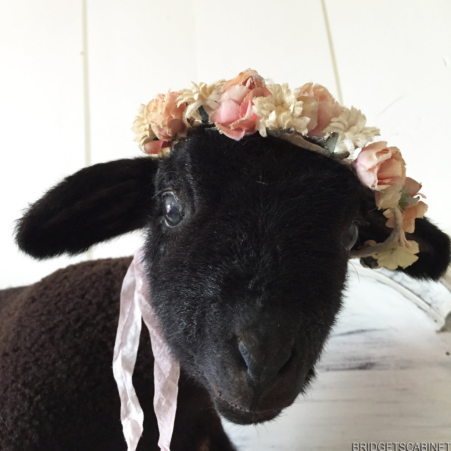 Black Taxidermy Lamb