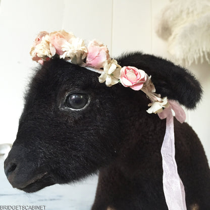 Black Taxidermy Lamb