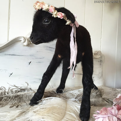 Black Taxidermy Lamb