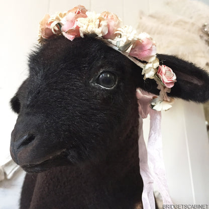 Black Taxidermy Lamb