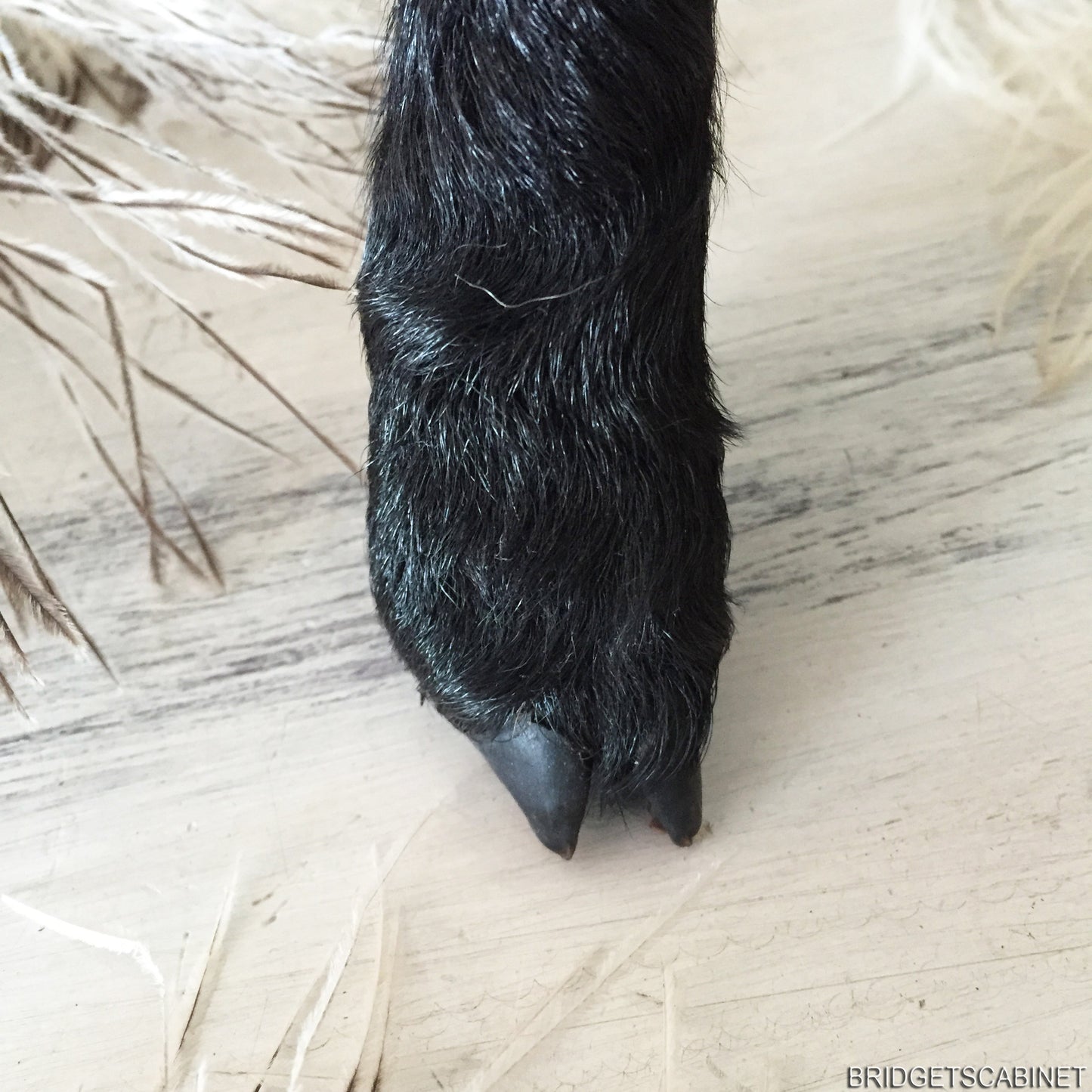 Black Taxidermy Lamb