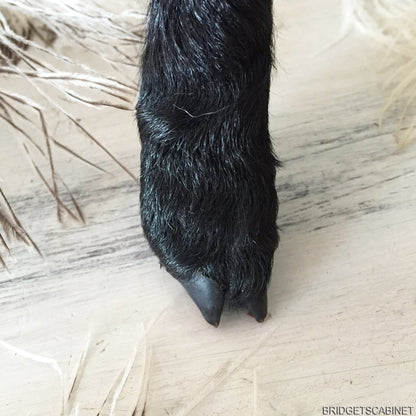 Black Taxidermy Lamb