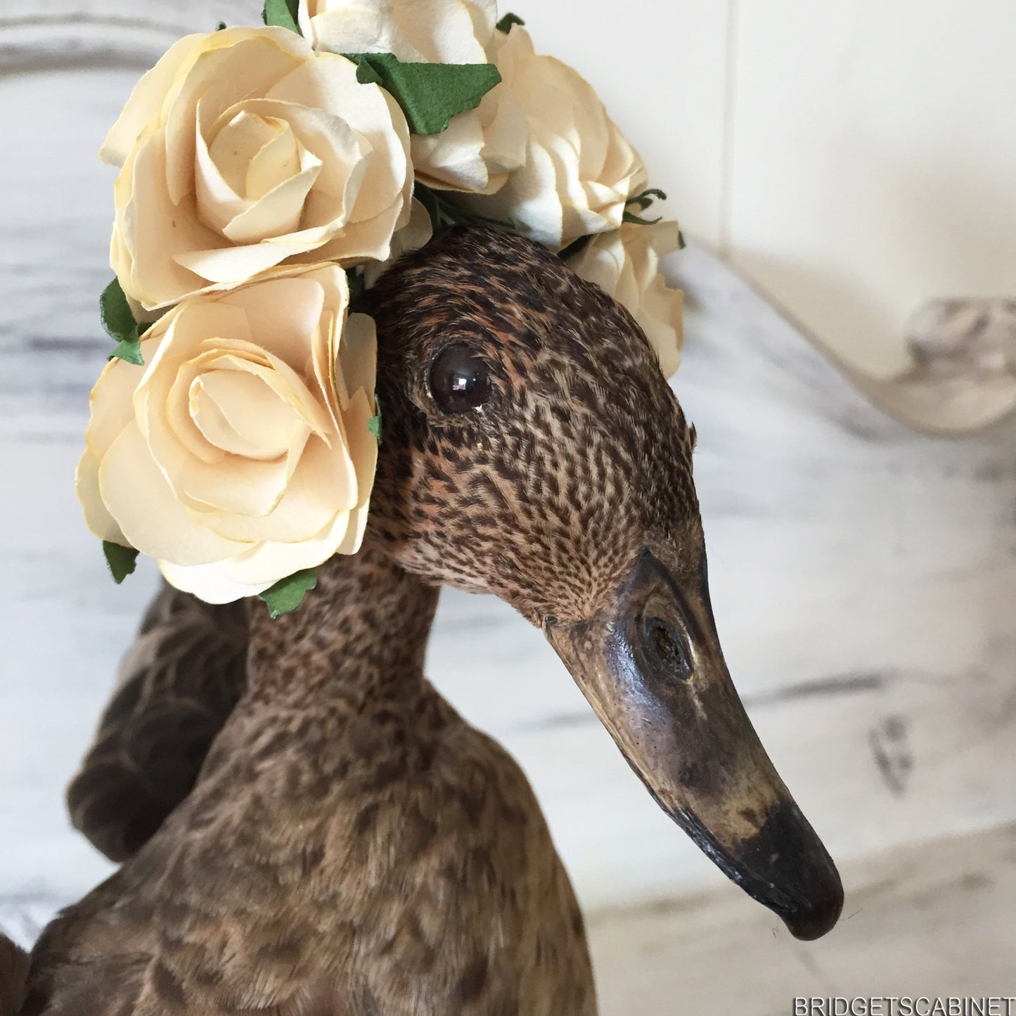 Flying Taxidermy Duck