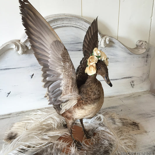 Flying Taxidermy Duck