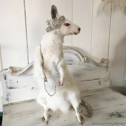Albino White Taxidermy Wallaby