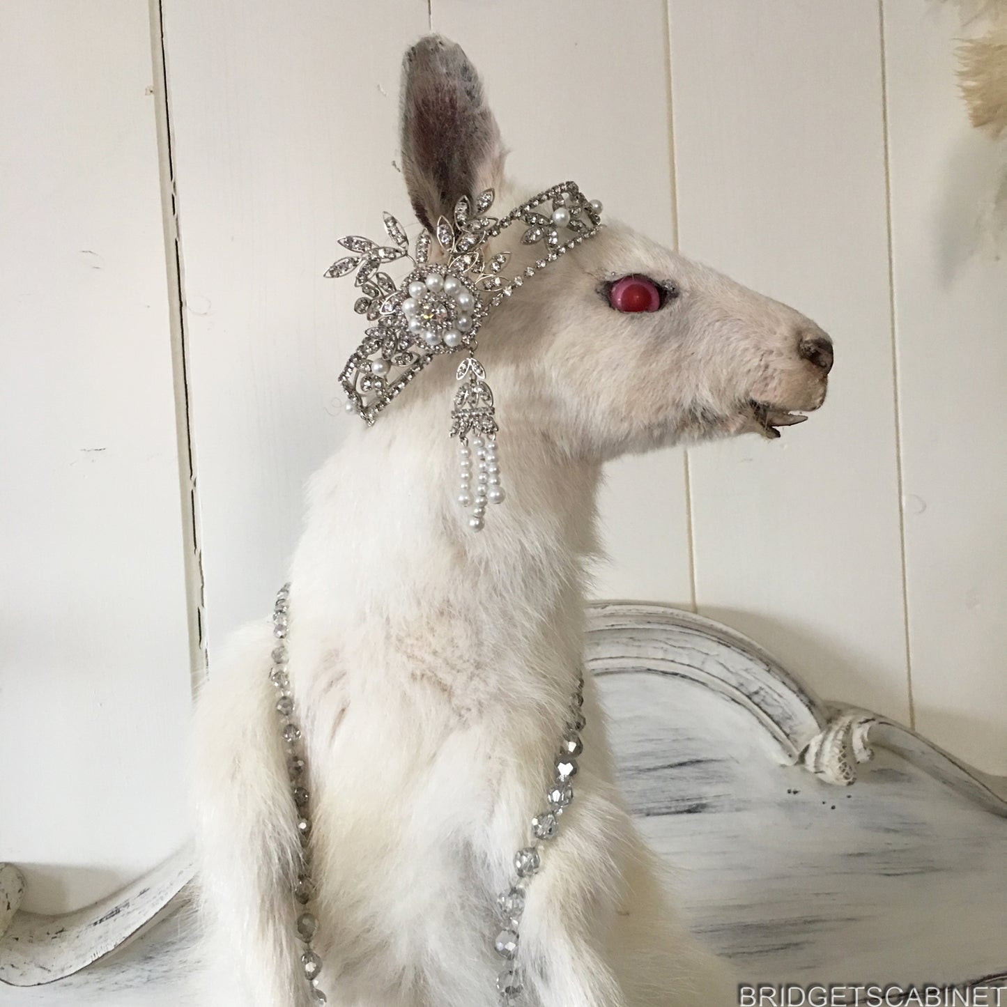 Albino White Taxidermy Wallaby