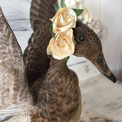 Flying Taxidermy Duck