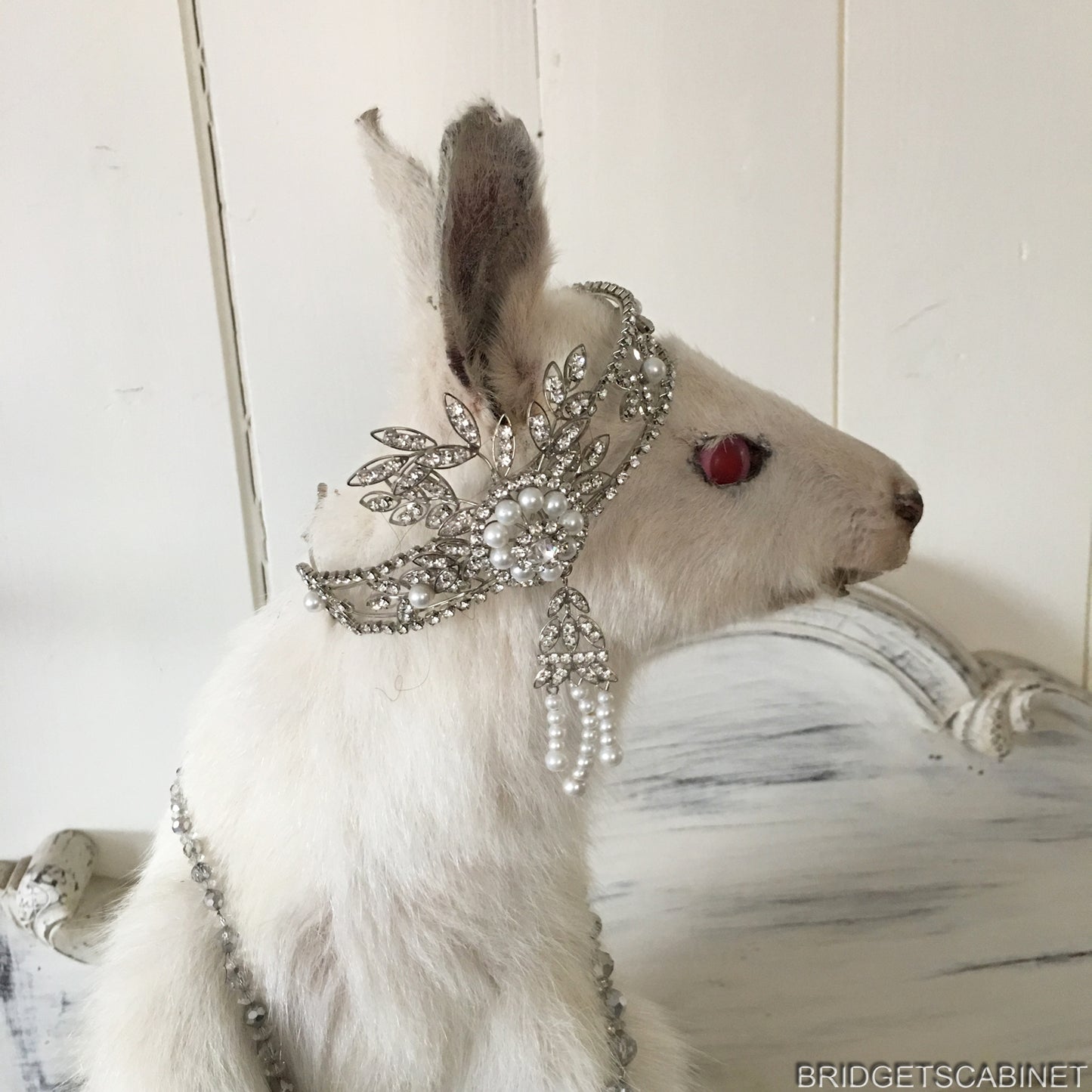 Albino White Taxidermy Wallaby